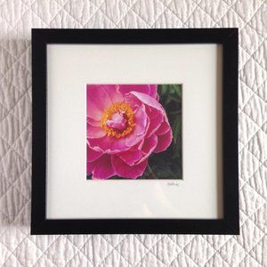 "Peony Study 1" Framed 5x5 Photography